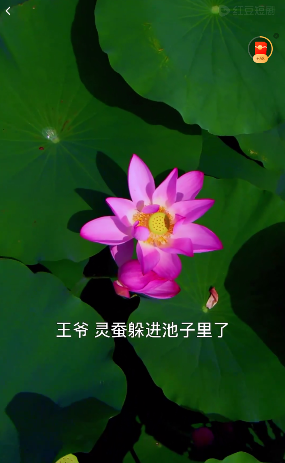 红豆短剧
