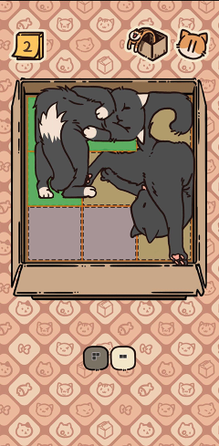 盒子猫